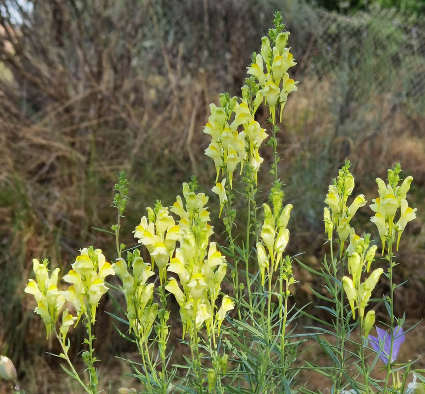 Linaria vulgaris photo